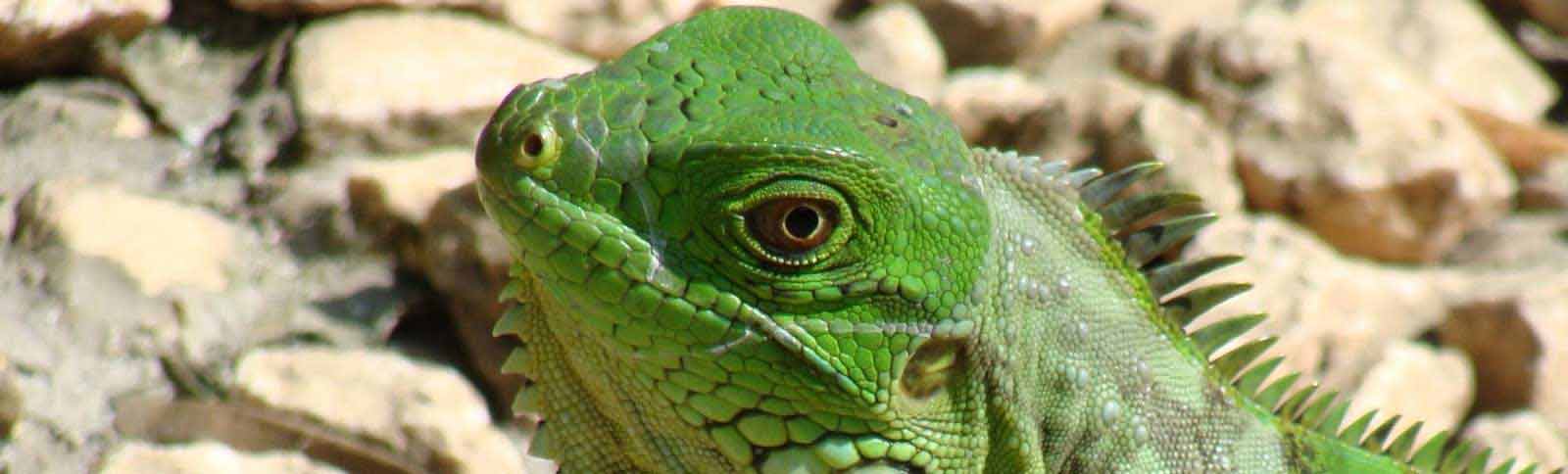 De groene leguaan - Iguana Iguana